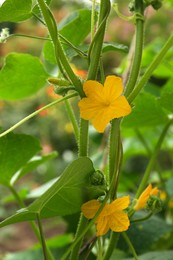 Blooming cucumber plant on blurred background, closeup