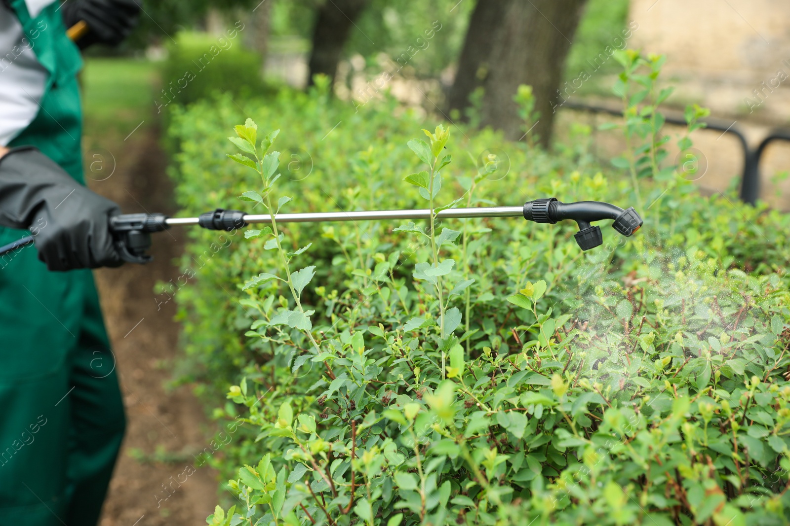 Photo of Worker spraying pesticide onto green bush outdoors, closeup. Pest control