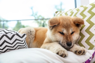 Photo of Adorable Akita Inu puppy on pillows at home
