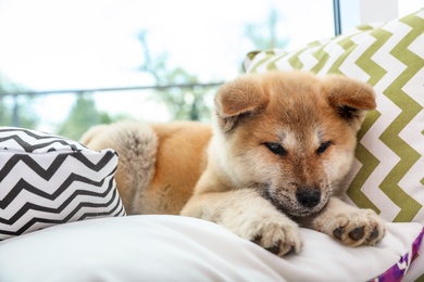 Adorable Akita Inu puppy on pillows at home