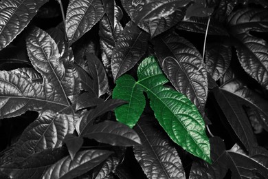 Image of Many fresh tropical leaves as background, closeup. Black and white photo with green accent