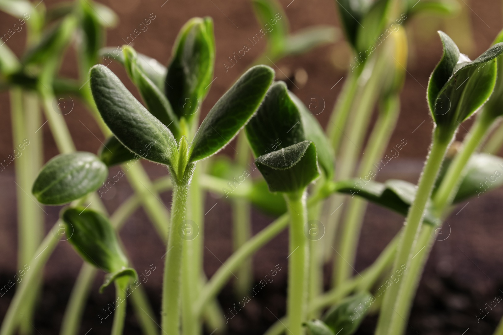 Photo of Little green seedlings growing in soil, closeup view