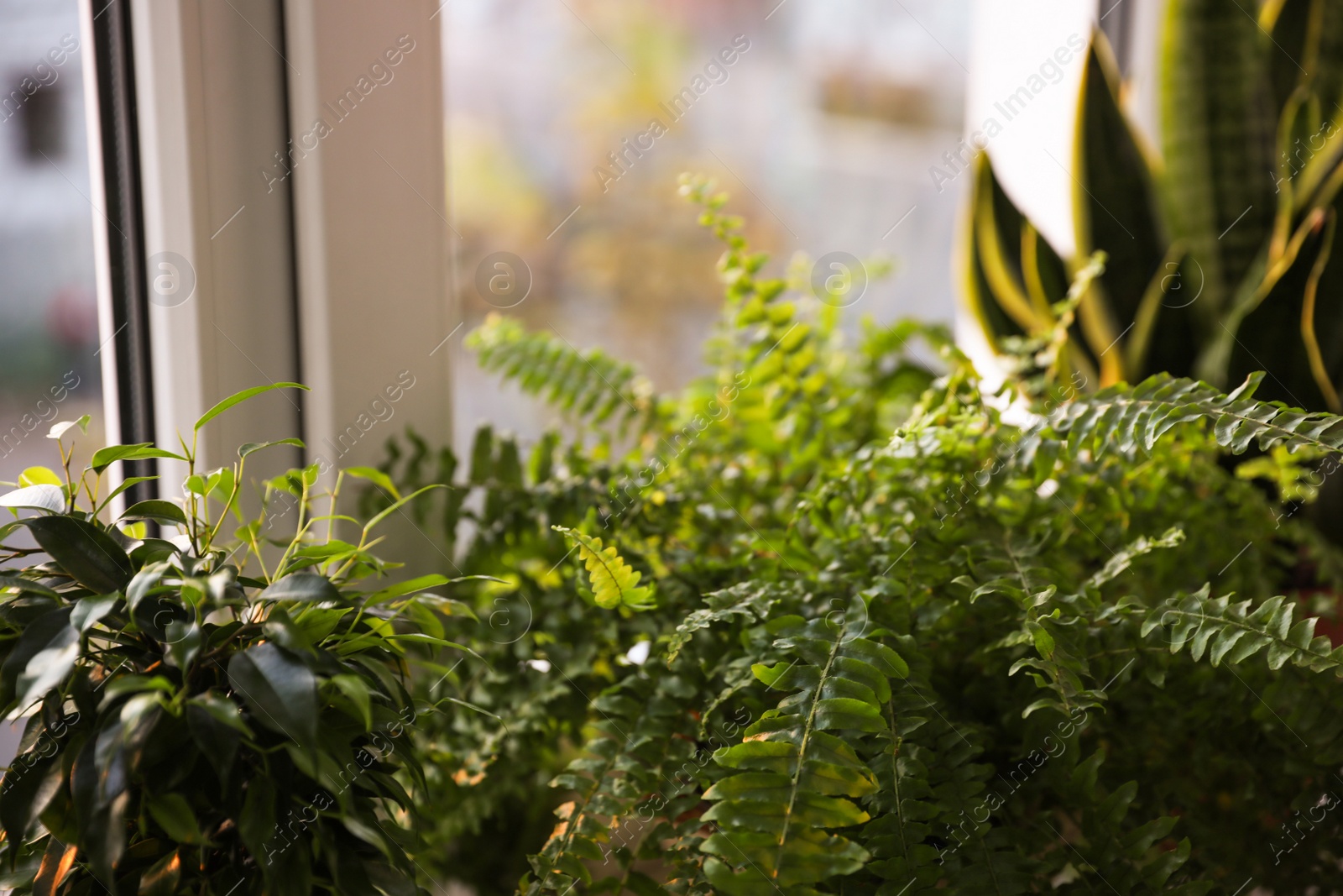 Photo of Beautiful potted plants near window at home, closeup