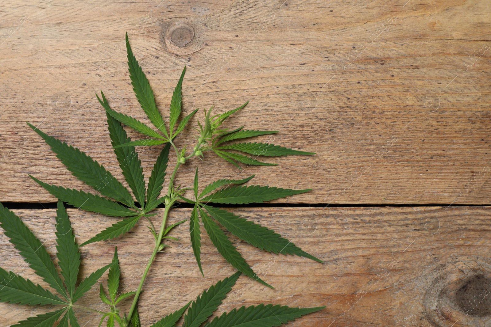 Photo of Branch with fresh green hemp leaves on wooden table, top view. Space for text