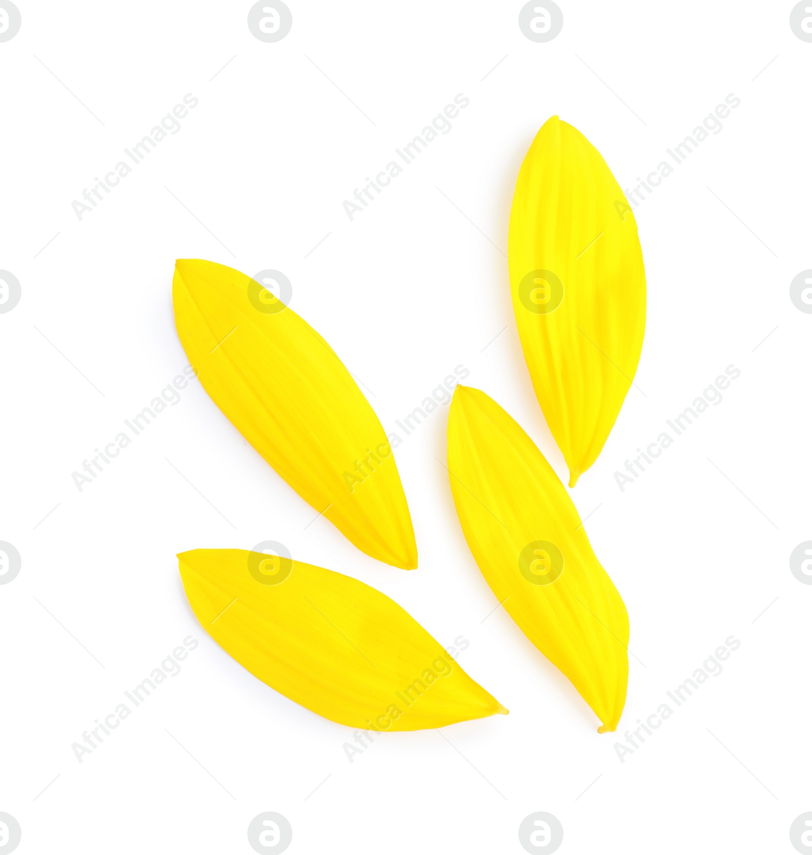 Photo of Fresh yellow sunflower petals isolated on white, top view