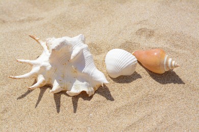 Sandy beach with beautiful seashells on sunny day