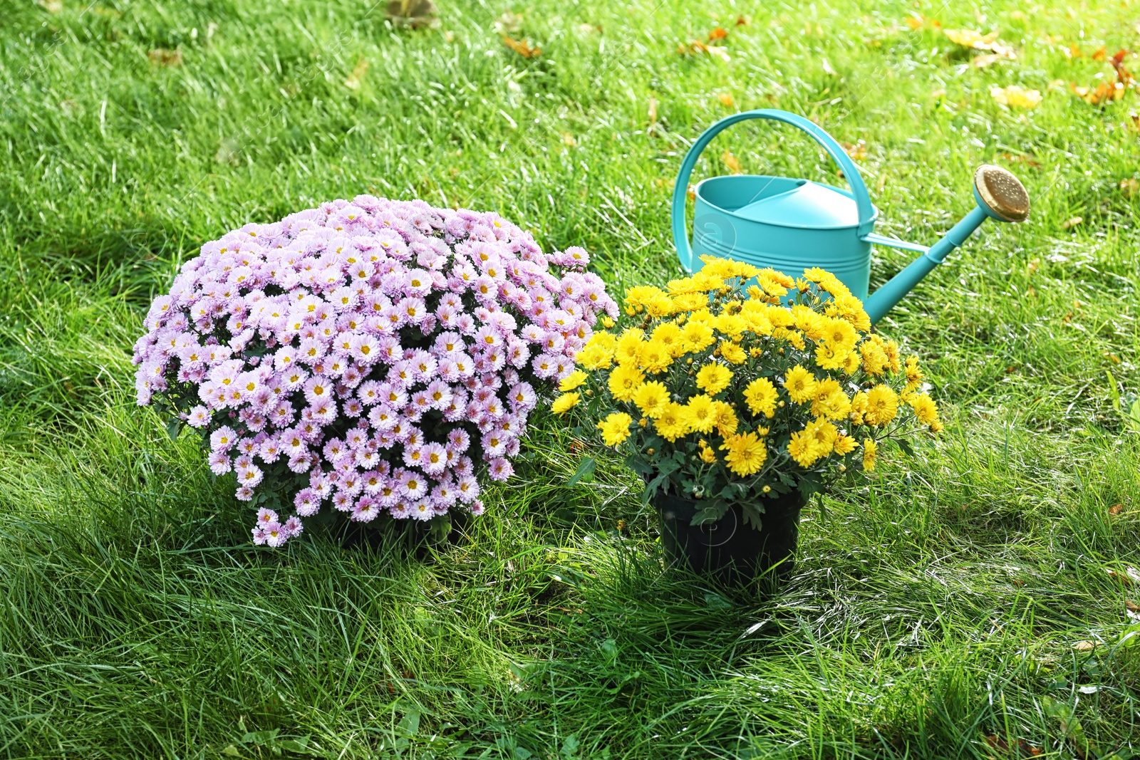 Photo of Beautiful colorful chrysanthemum flowers and watering can on green grass