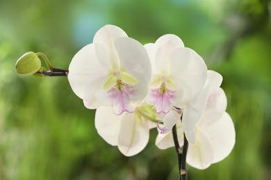Photo of Branch with beautiful orchid flowers on blurred background, closeup