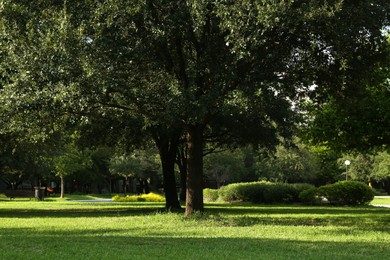 Photo of Beautiful green trees and lawn in park on sunny day