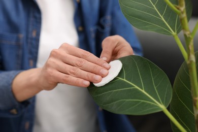 Photo of Woman wiping leaves of beautiful houseplant with cotton pad on blurred background, closeup