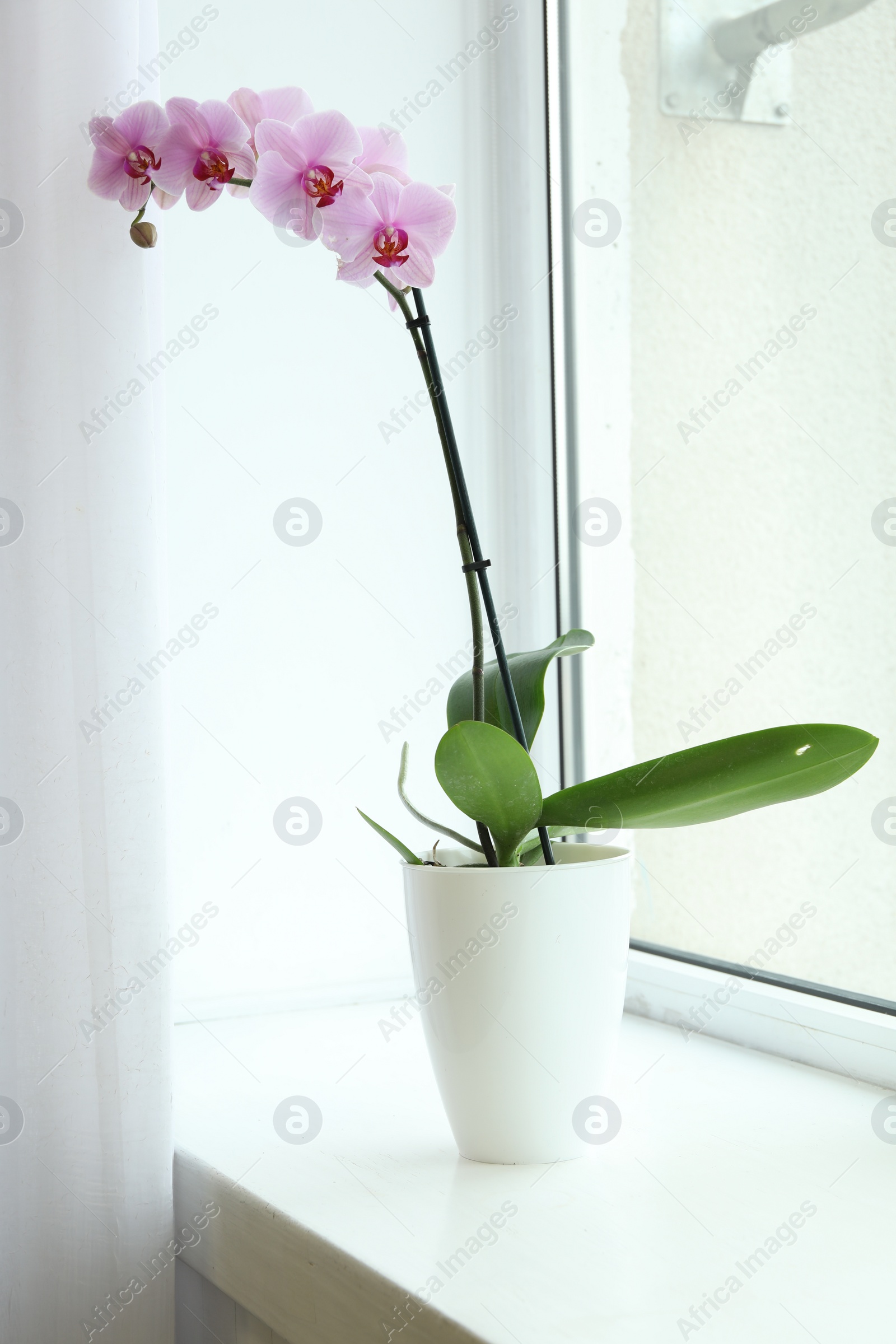 Photo of Beautiful potted Phalaenopsis orchid on window sill indoors