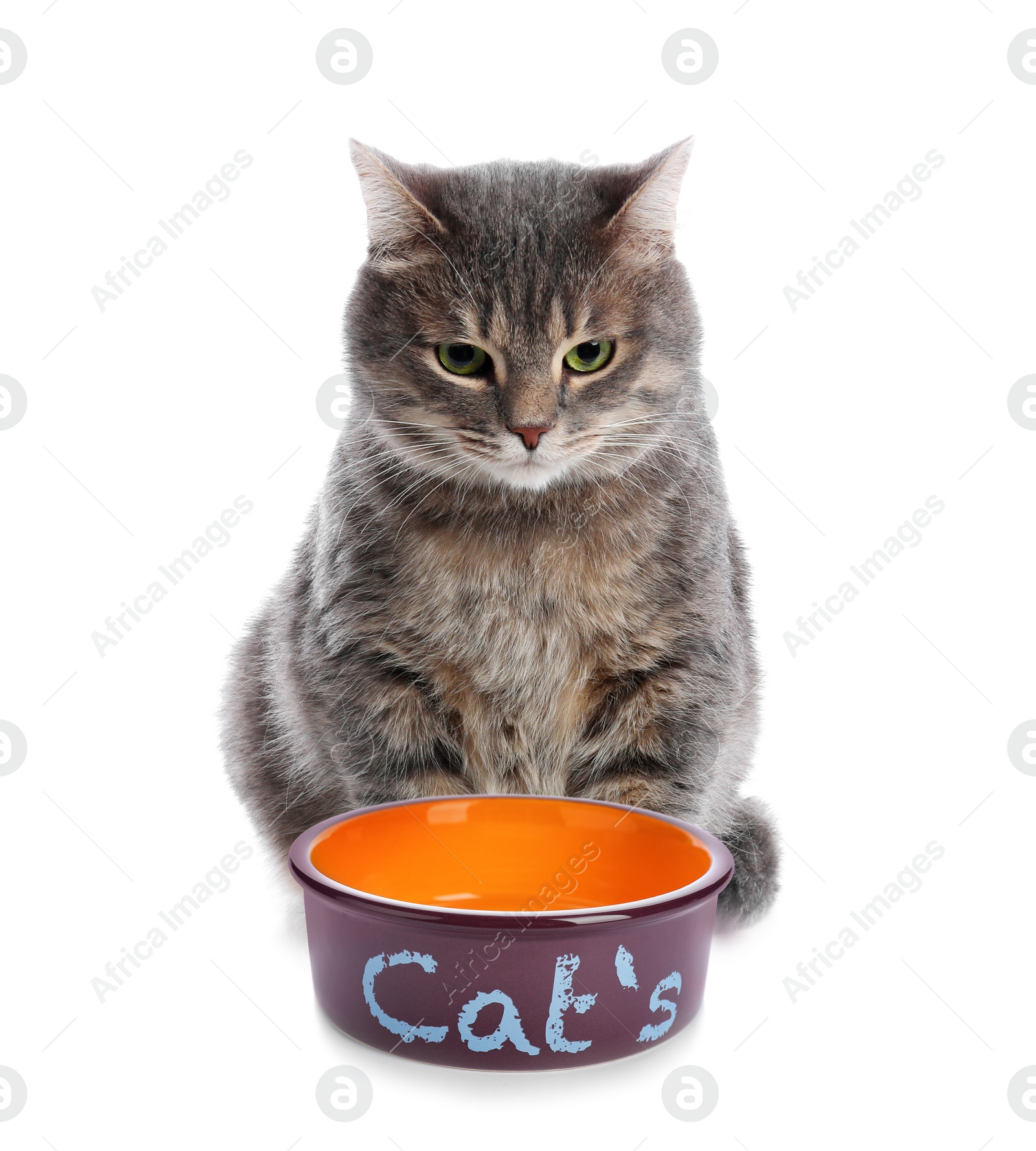 Image of Cute gray tabby cat and feeding bowl on white background. Lovely pet