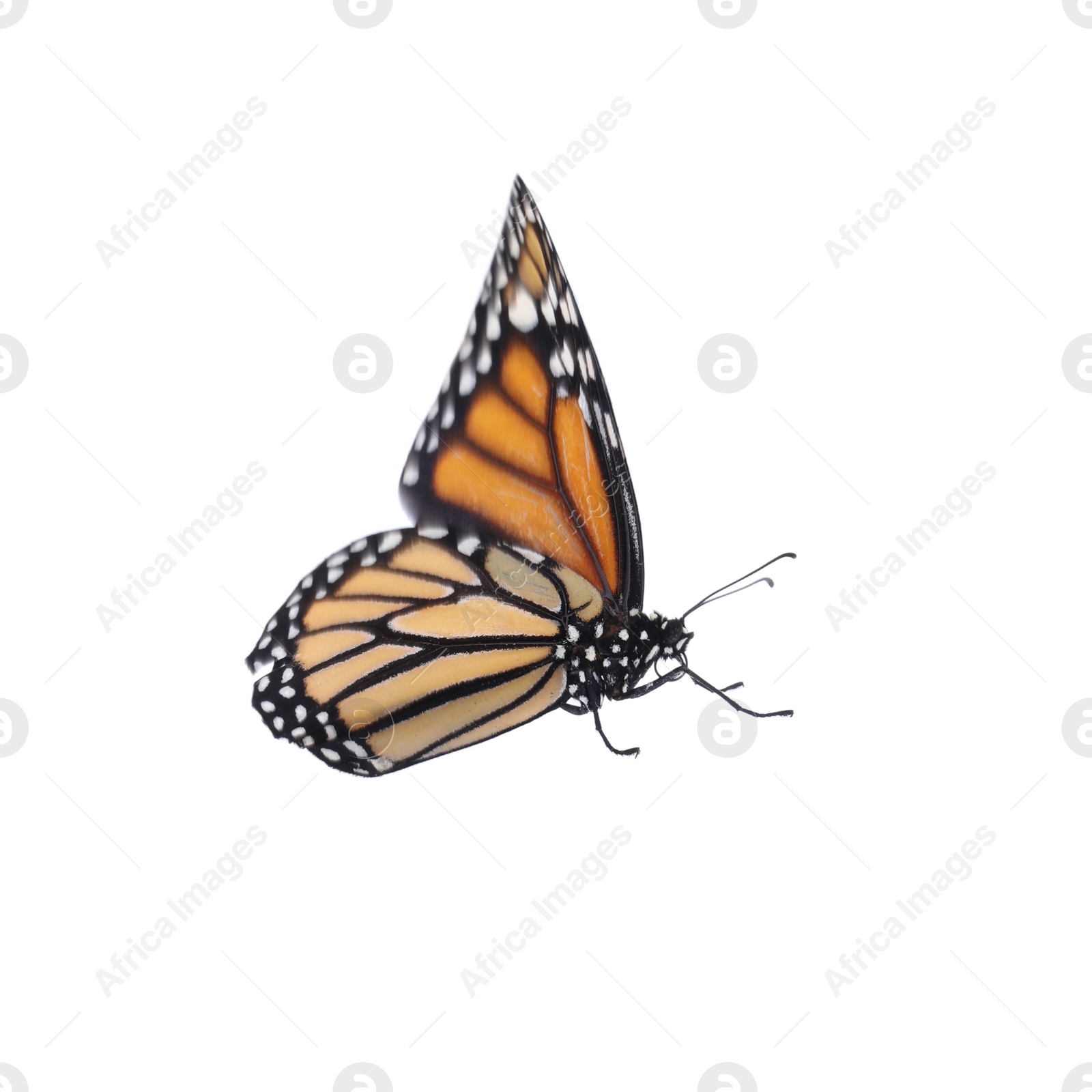 Photo of Beautiful fragile monarch butterfly isolated on white