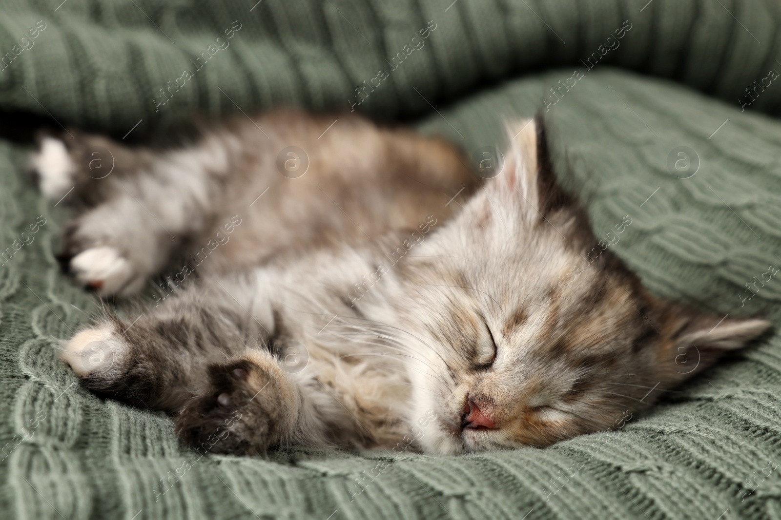 Photo of Cute kitten sleeping on knitted blanket. Baby animal