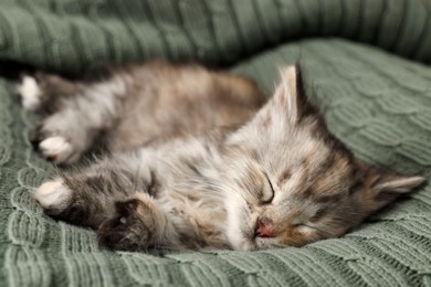 Cute kitten sleeping on knitted blanket. Baby animal