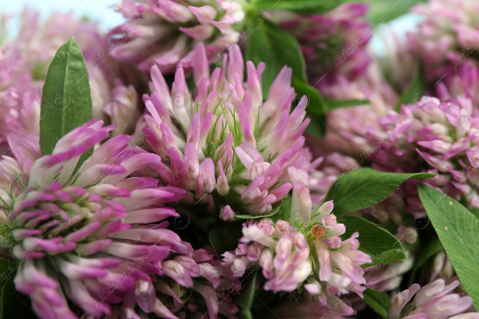 Photo of Beautiful clover flowers with green leaves, closeup