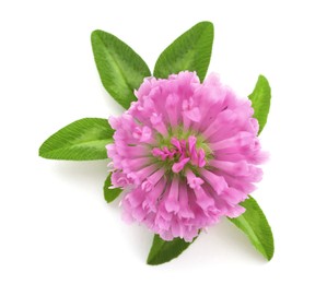 Beautiful blooming clover flower with green leaves on white background, top view