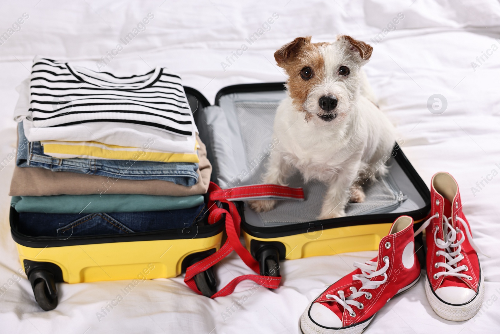 Photo of Travel with pet. Dog, clothes, shoes and suitcase on bed indoors