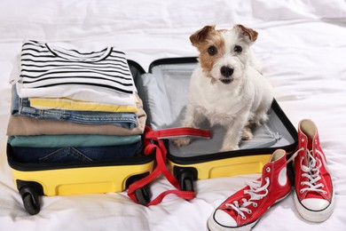 Travel with pet. Dog, clothes, shoes and suitcase on bed indoors