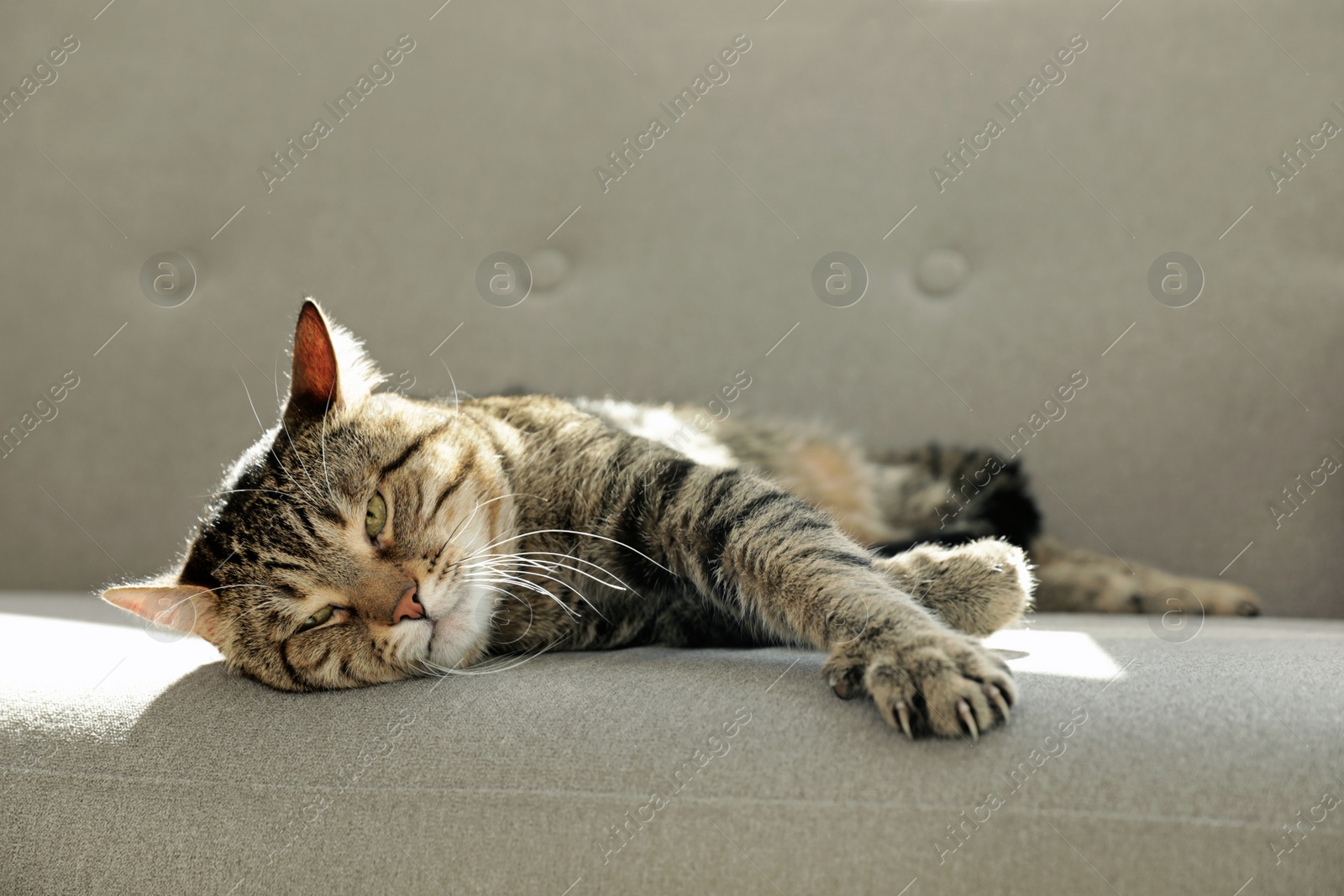 Photo of Cute striped cat lying on cozy sofa