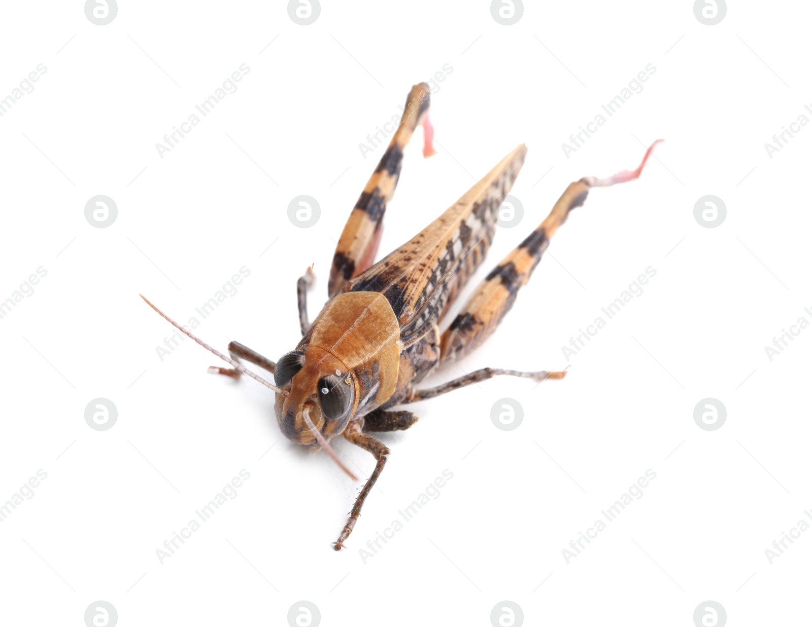 Photo of Common grasshopper isolated on white. Wild insect