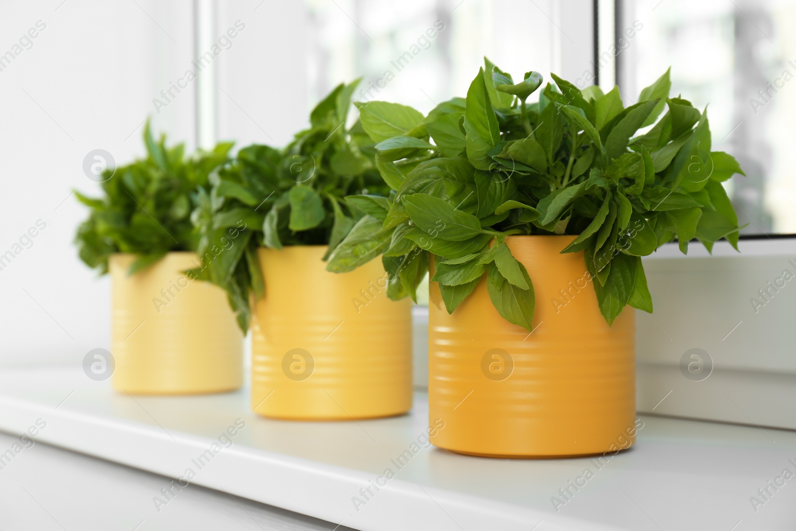 Photo of Fresh green basil in pots on white window sill