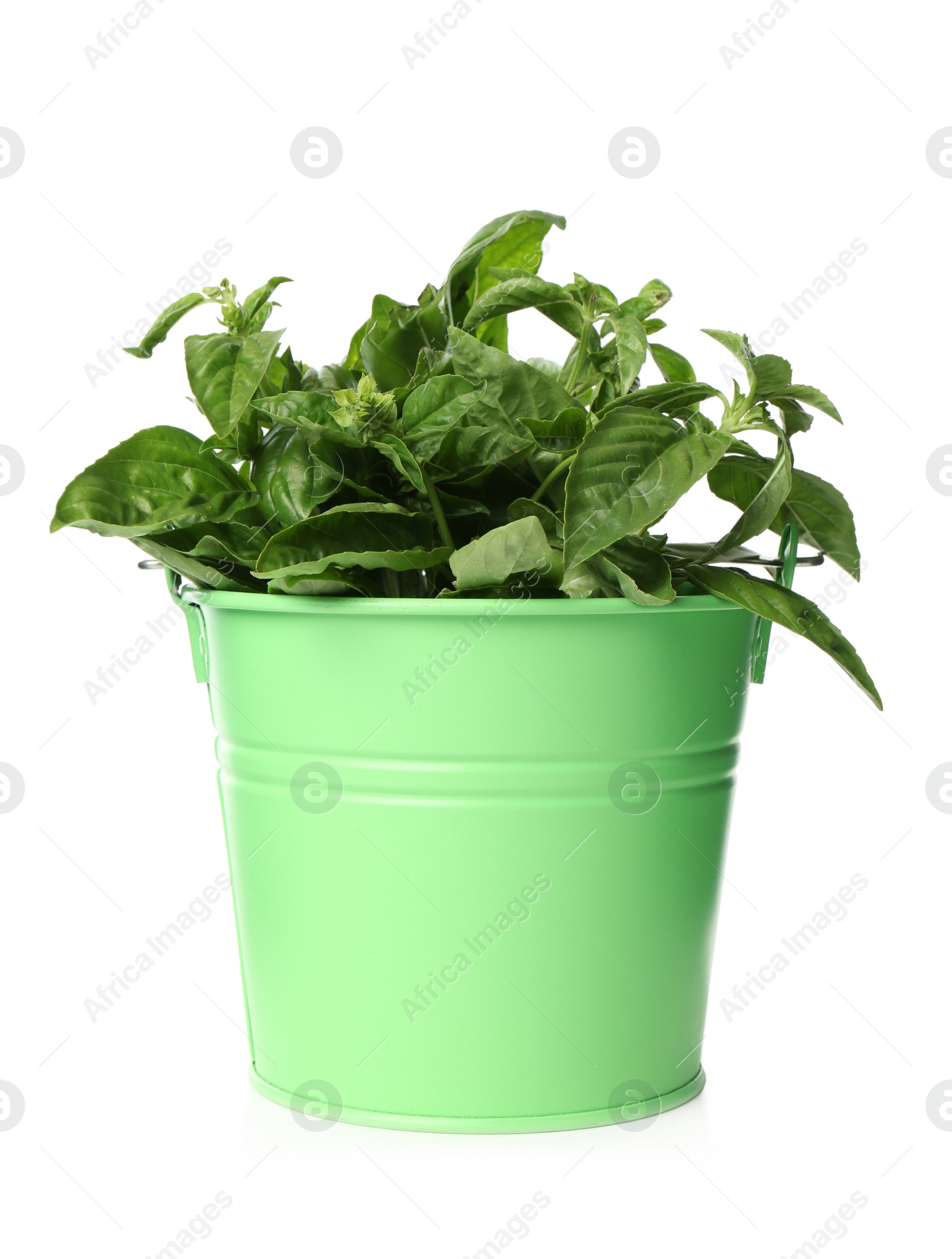 Photo of Lush green basil in bucket isolated on white