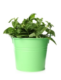 Lush green basil in bucket isolated on white