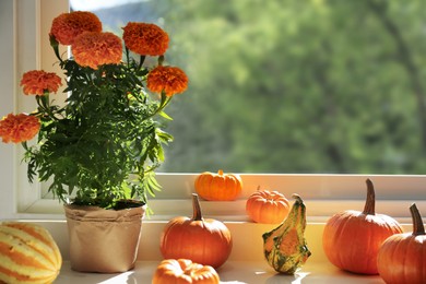 Many whole ripe pumpkins and potted flowers on windowsill indoors