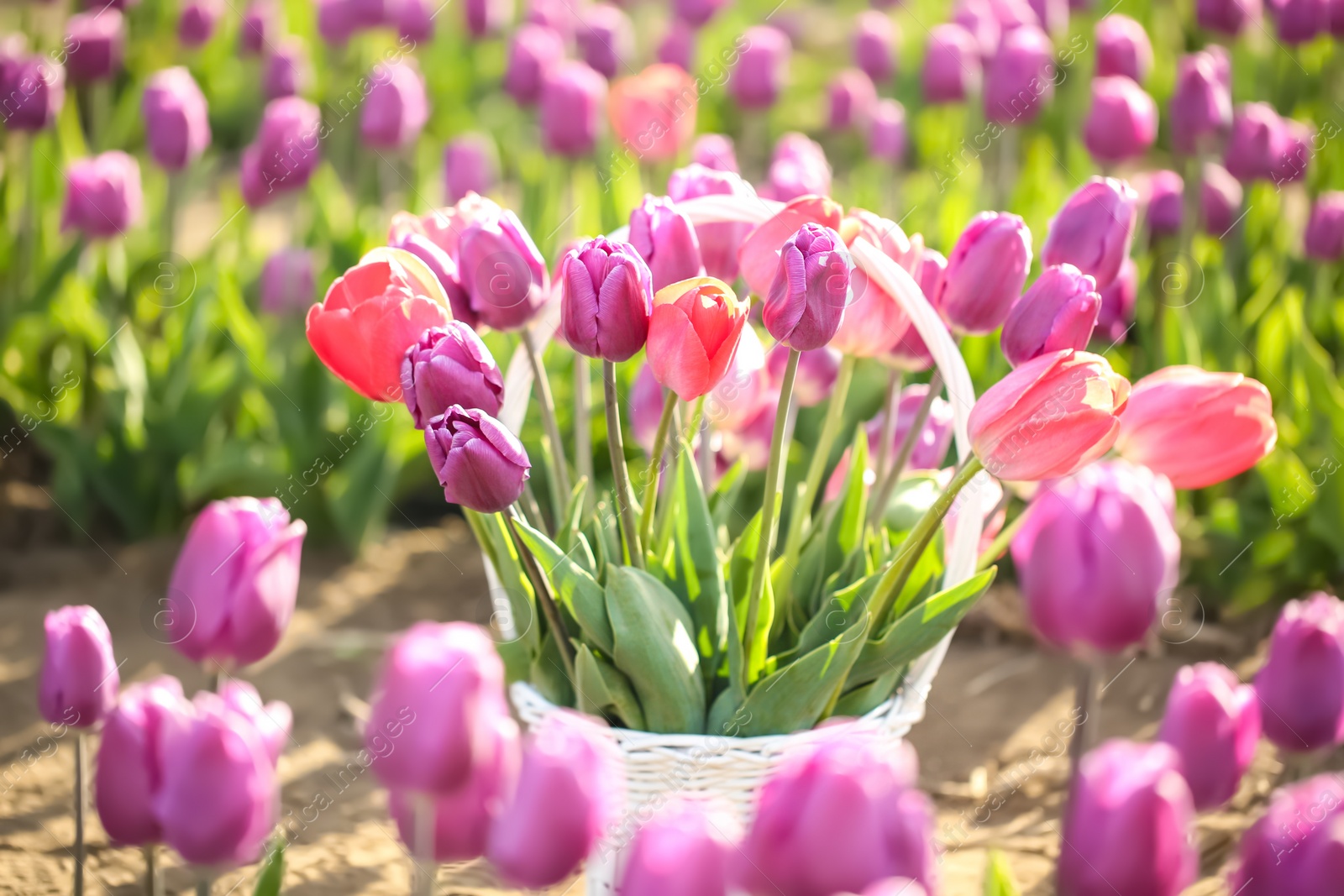 Photo of Basket with blossoming tulips in field on sunny spring day