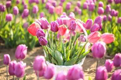 Basket with blossoming tulips in field on sunny spring day