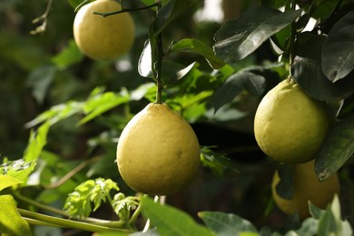 Photo of Lemon tree with ripe fruits in greenhouse, closeup