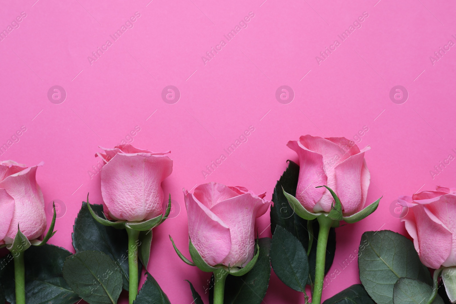 Photo of Beautiful roses on pink background, top view. Space for text