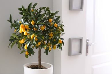 Potted kumquat tree with fruits indoors. Interior design