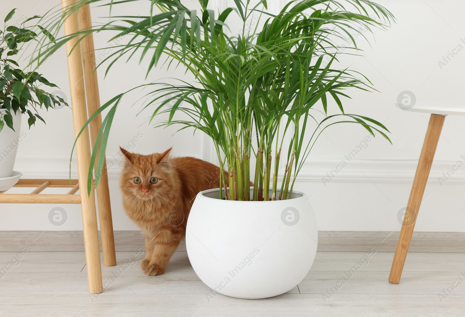 Photo of Adorable cat near green houseplant on floor at home