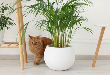 Photo of Adorable cat near green houseplant on floor at home