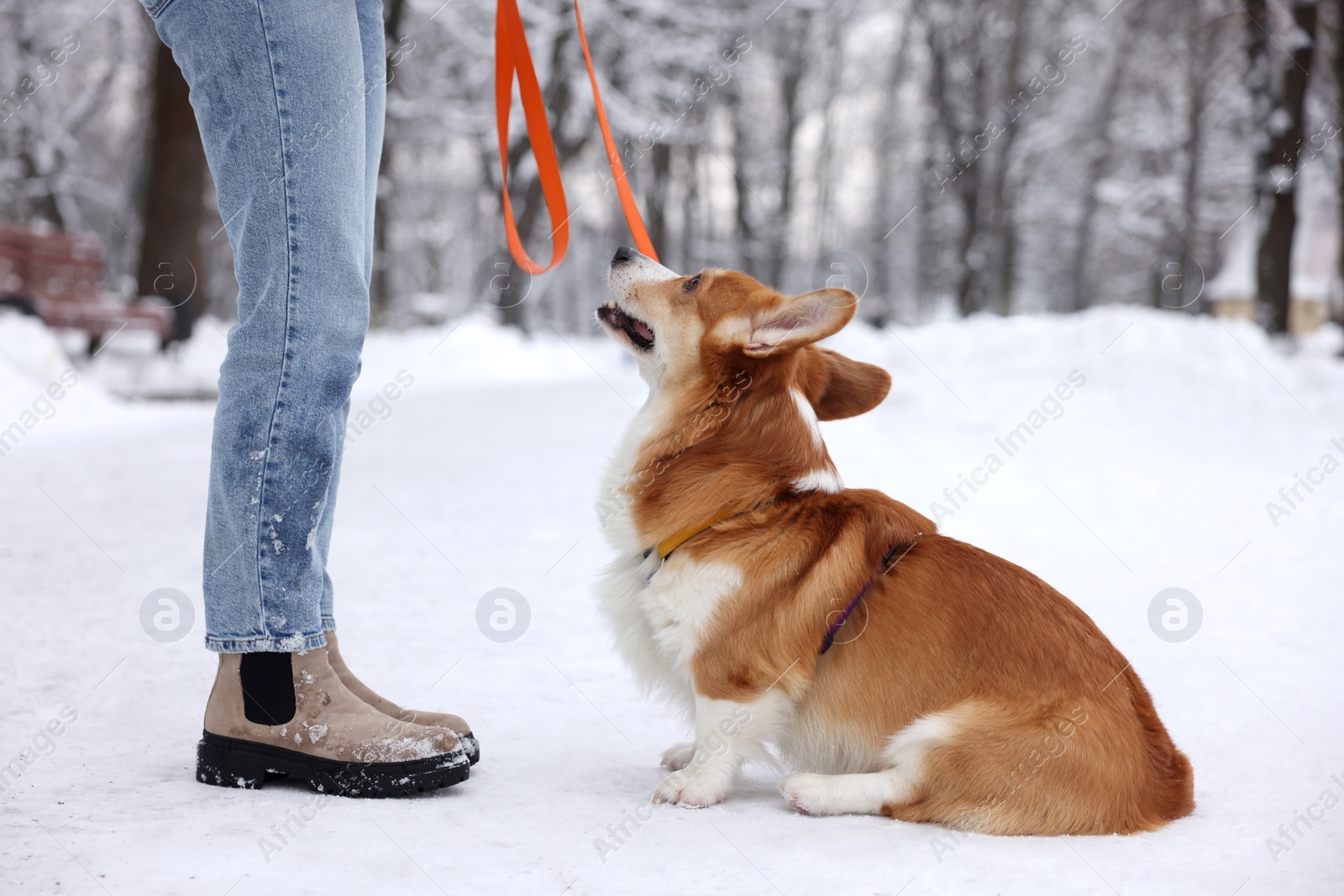 Photo of Woman with adorable Pembroke Welsh Corgi dog in snowy park, closeup