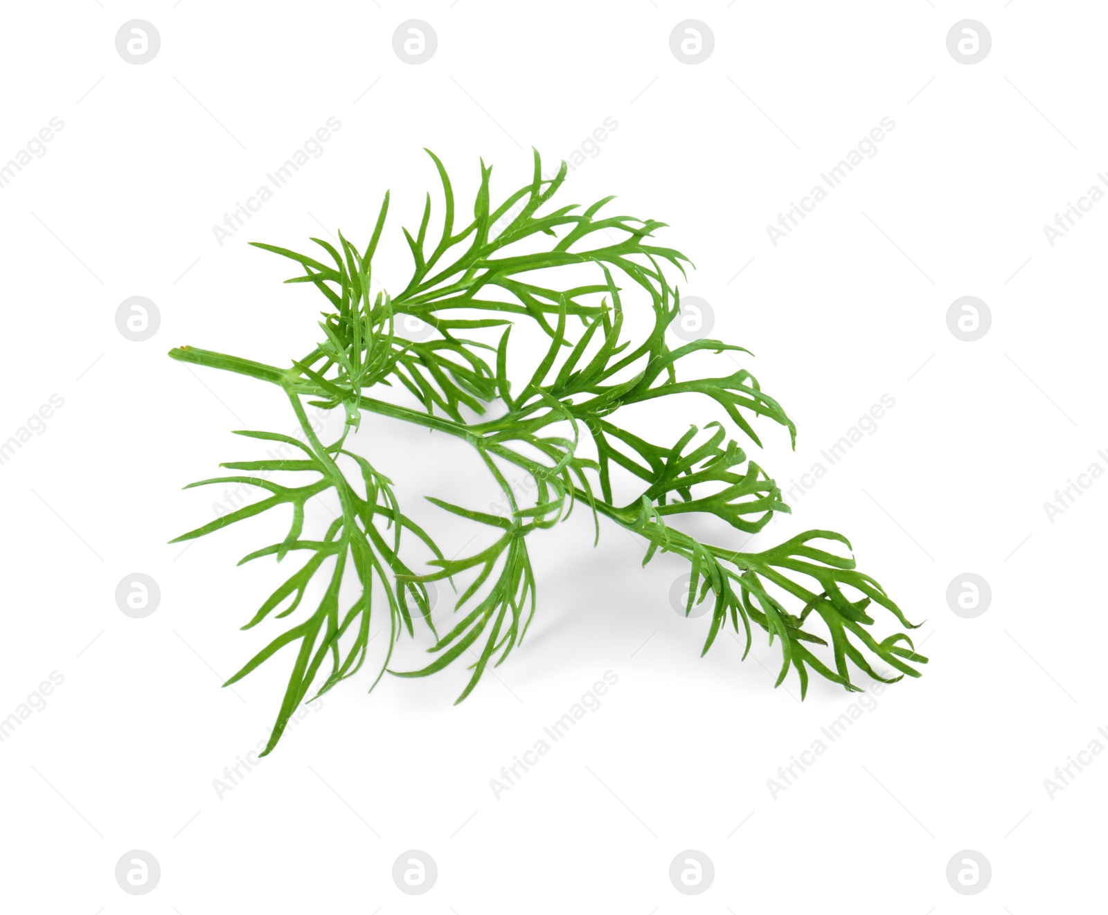 Photo of Sprig of fresh dill isolated on white