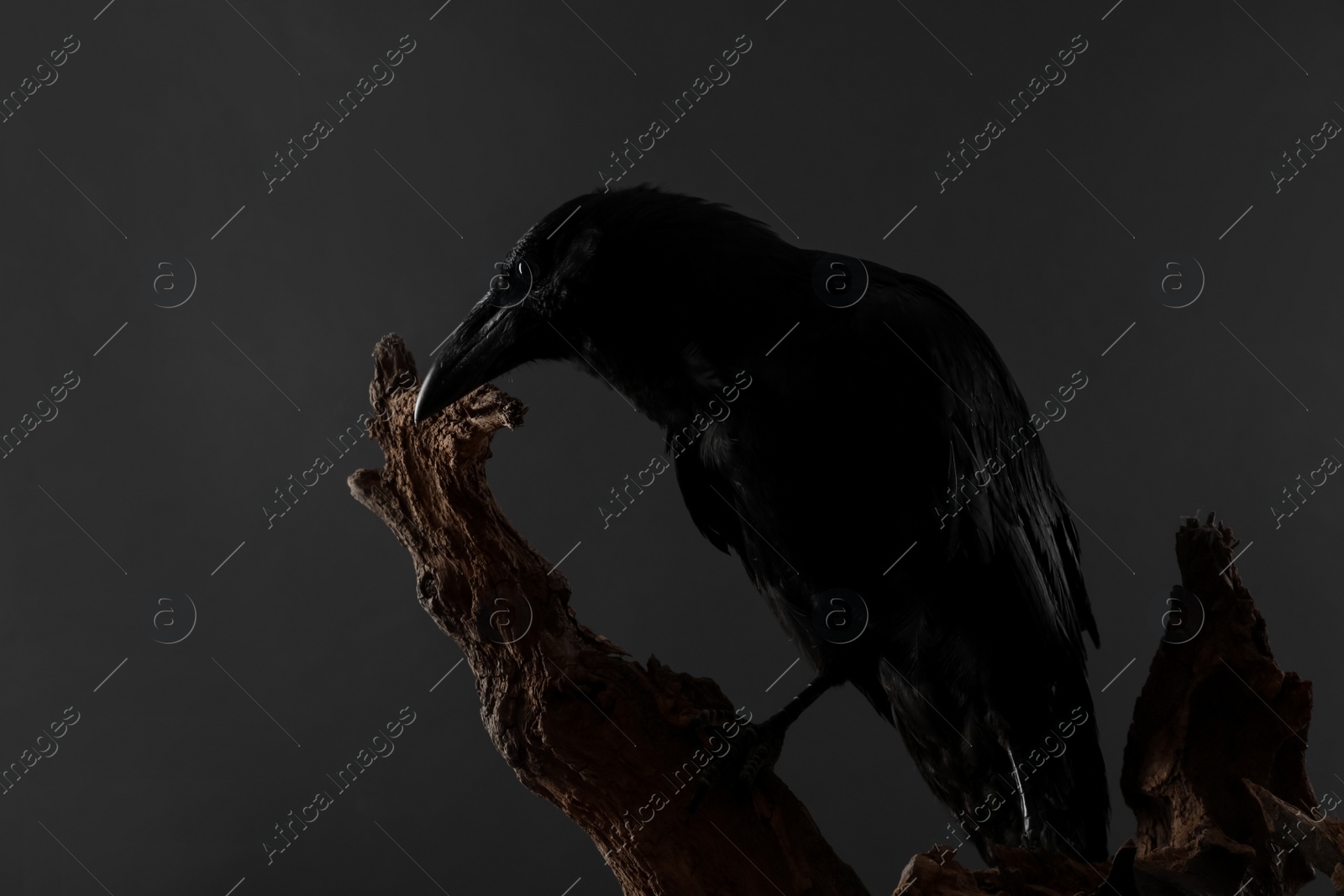 Photo of Beautiful common raven perched on wood against dark background