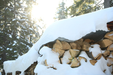 Pile of firewood covered with snow near conifer forest