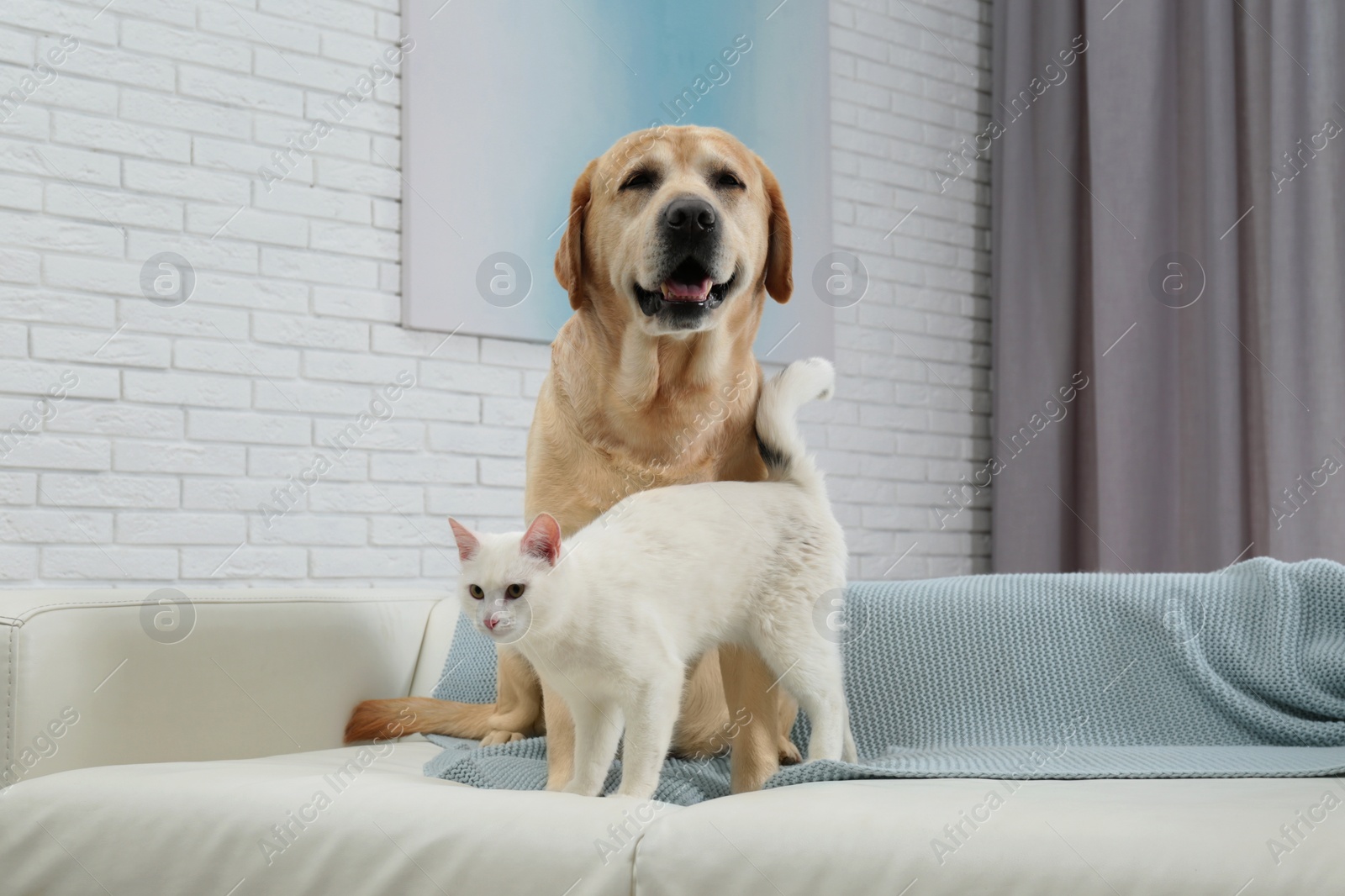 Photo of Adorable dog looking into camera and cat together on sofa indoors. Friends forever