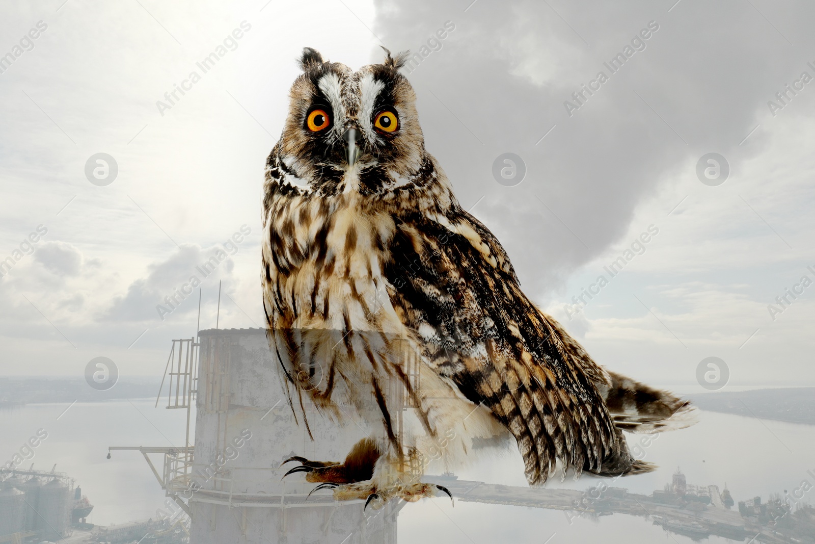 Image of Double exposure of industrial chimney with smoke and owl. Environmental pollution