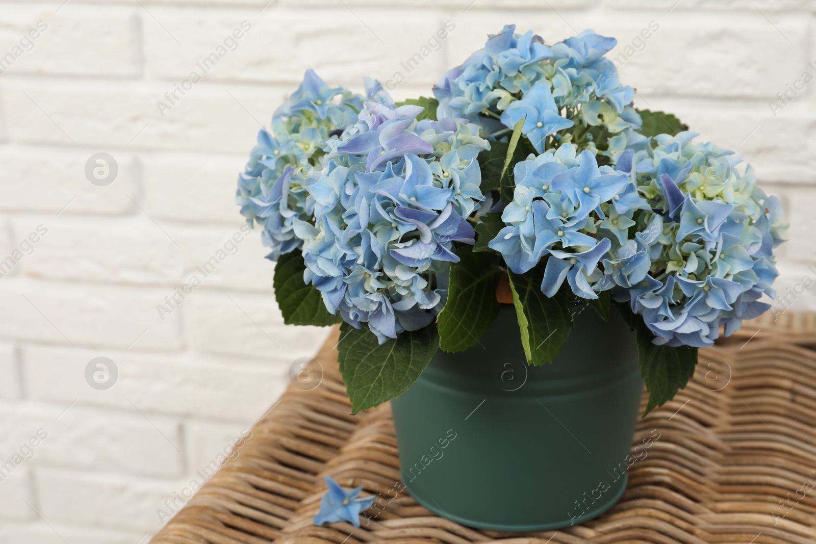 Photo of Beautiful blooming blue hortensia in bucket on wicker table indoors. Space for text