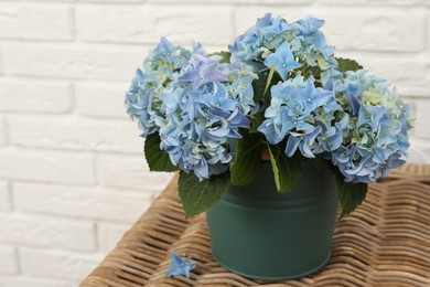 Beautiful blooming blue hortensia in bucket on wicker table indoors. Space for text