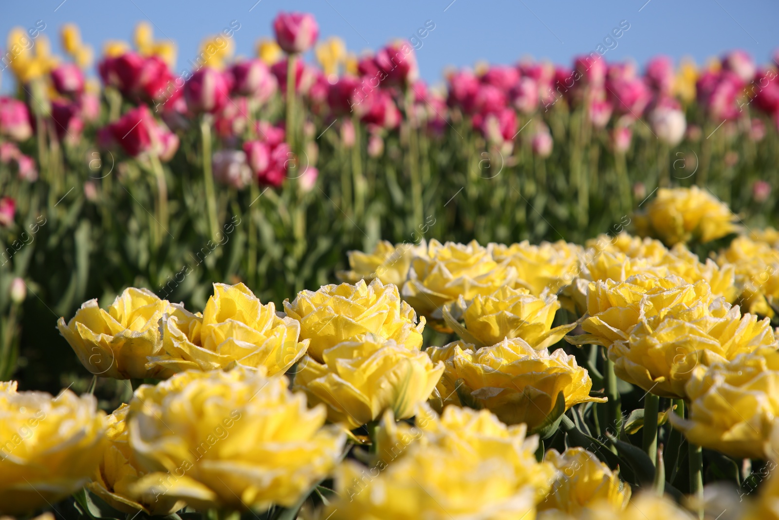 Photo of Beautiful colorful tulip flowers growing in field on sunny day, selective focus