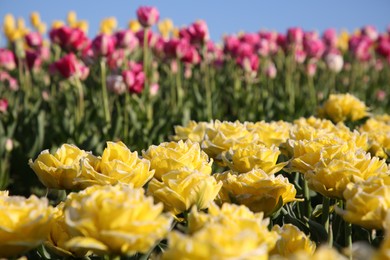 Beautiful colorful tulip flowers growing in field on sunny day, selective focus