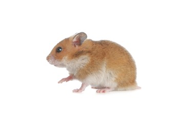 Photo of Adorable Syrian hamster on white background. Small pet