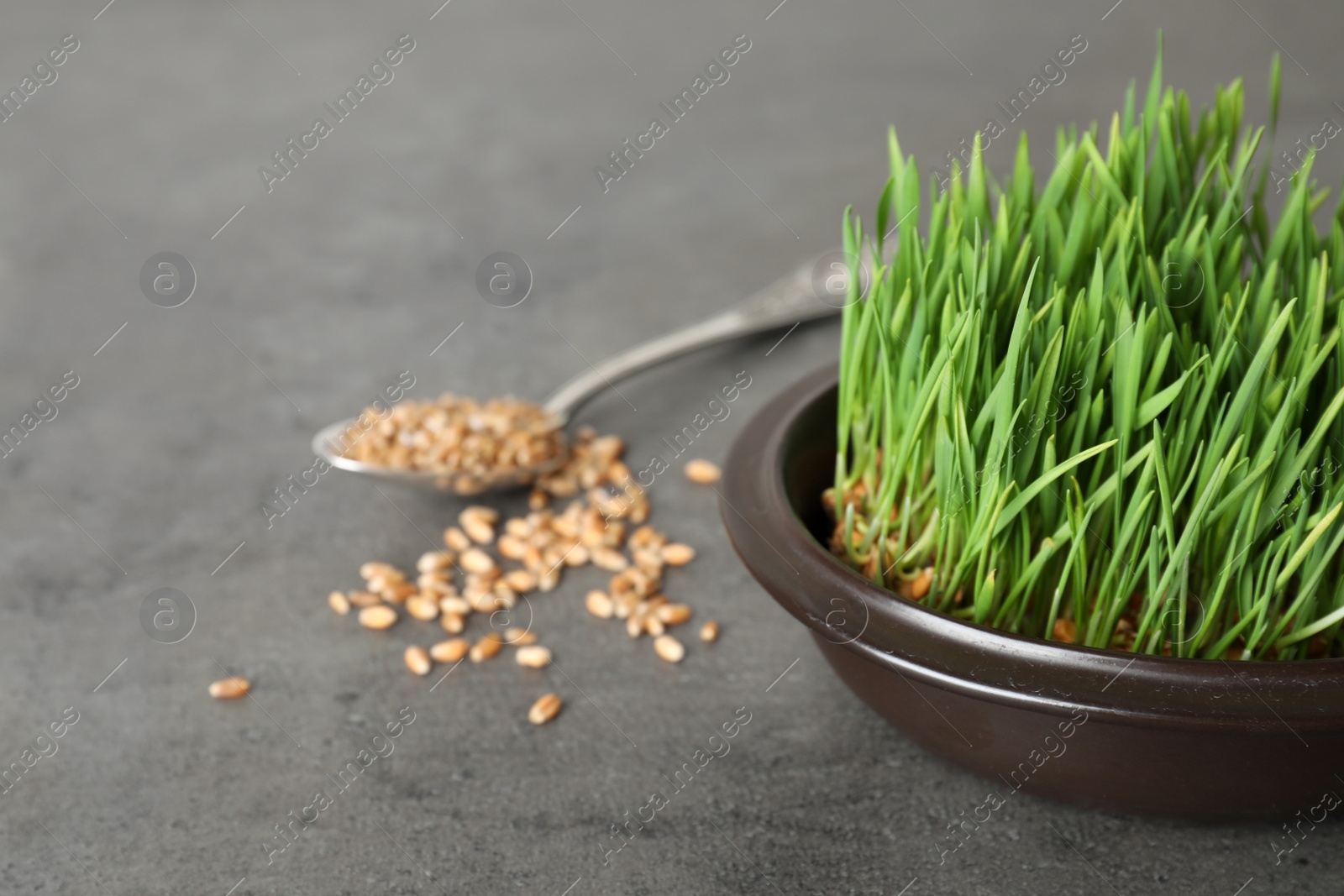 Photo of Bowl with sprouted wheat grass seeds on grey background, space for text