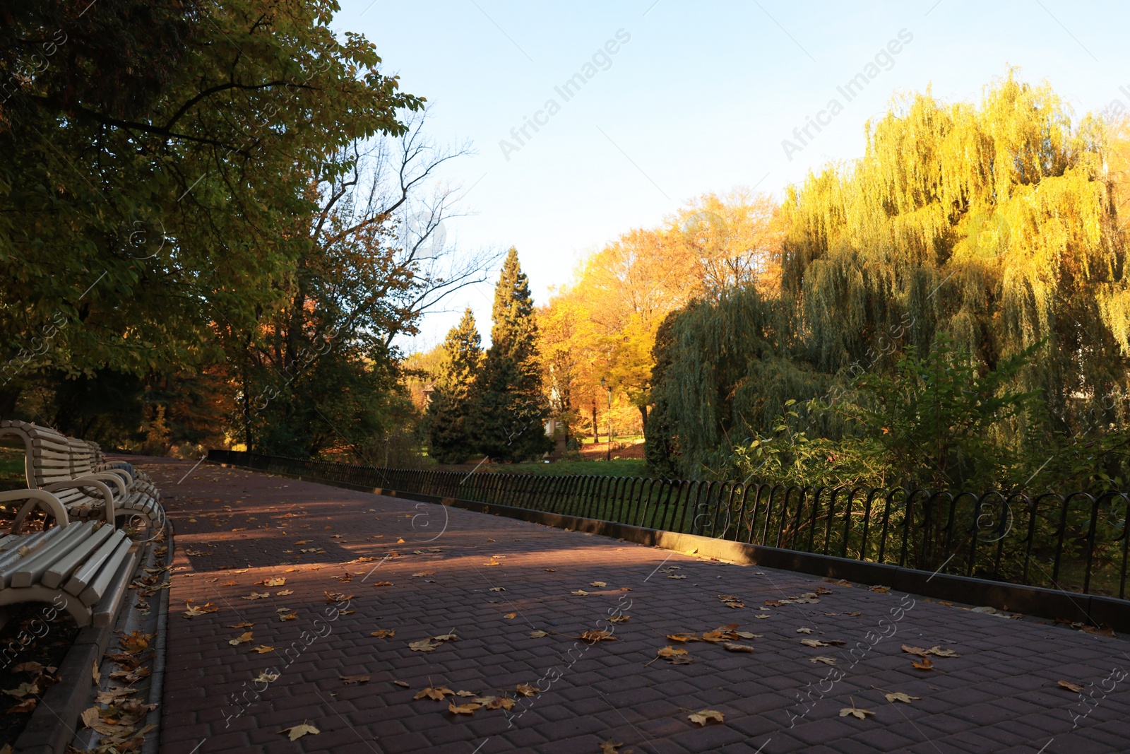 Photo of Beautiful yellowed trees and paved pathway in park