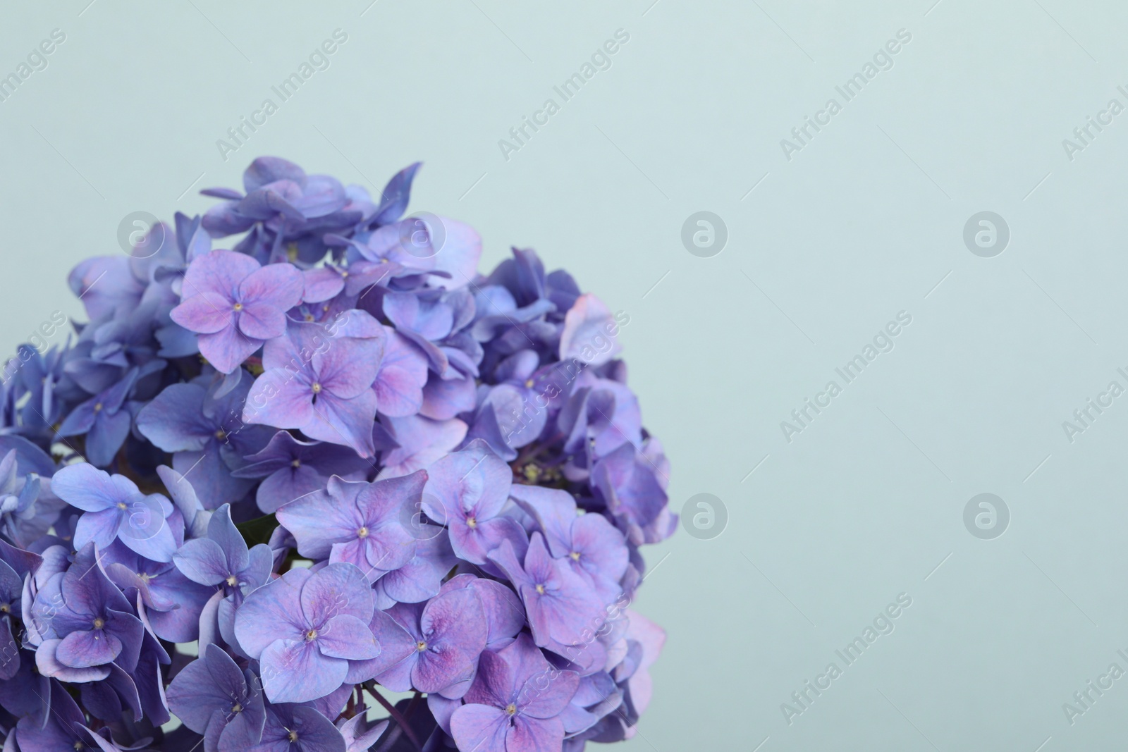 Photo of Beautiful bright hortensia flowers on light blue background. Space for text